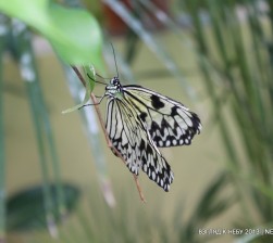 IMG_4873