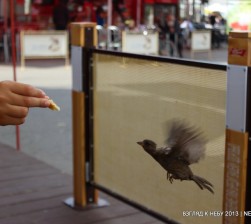 IMG_4950